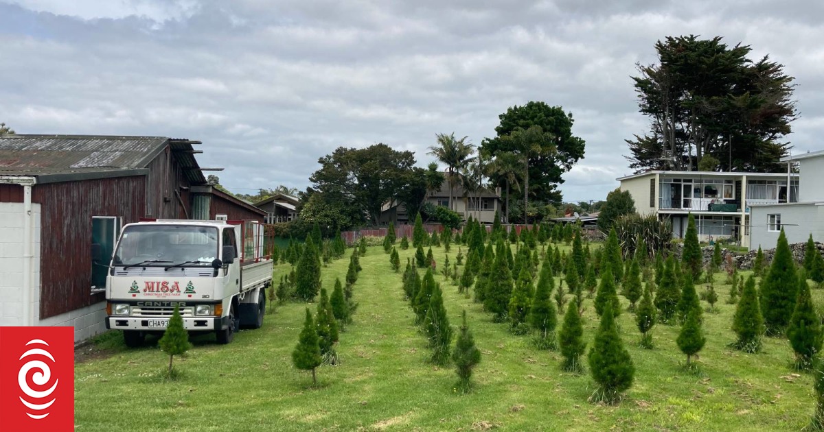 Pining for the real thing - Christmas tree farms still thriving - Vimarsana News