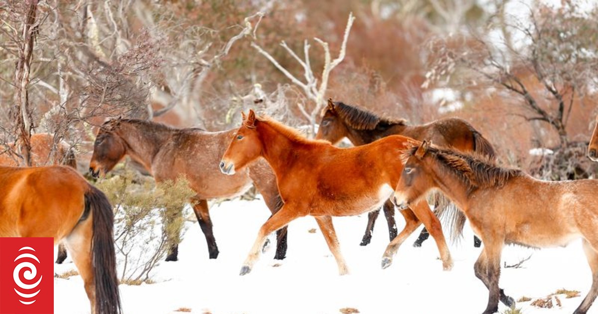 Kelly takes pride in training wild horses, News