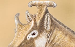 This extinct three-horn ruminant Xenokeryx amidalae has been found to be related to giraffes.