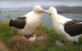 Two albatross with their sick chick at the Otago sanctuary.
