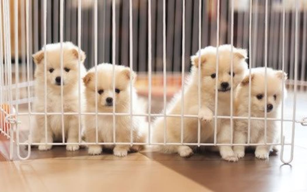 Stricter rules for online puppy sales | RNZ News