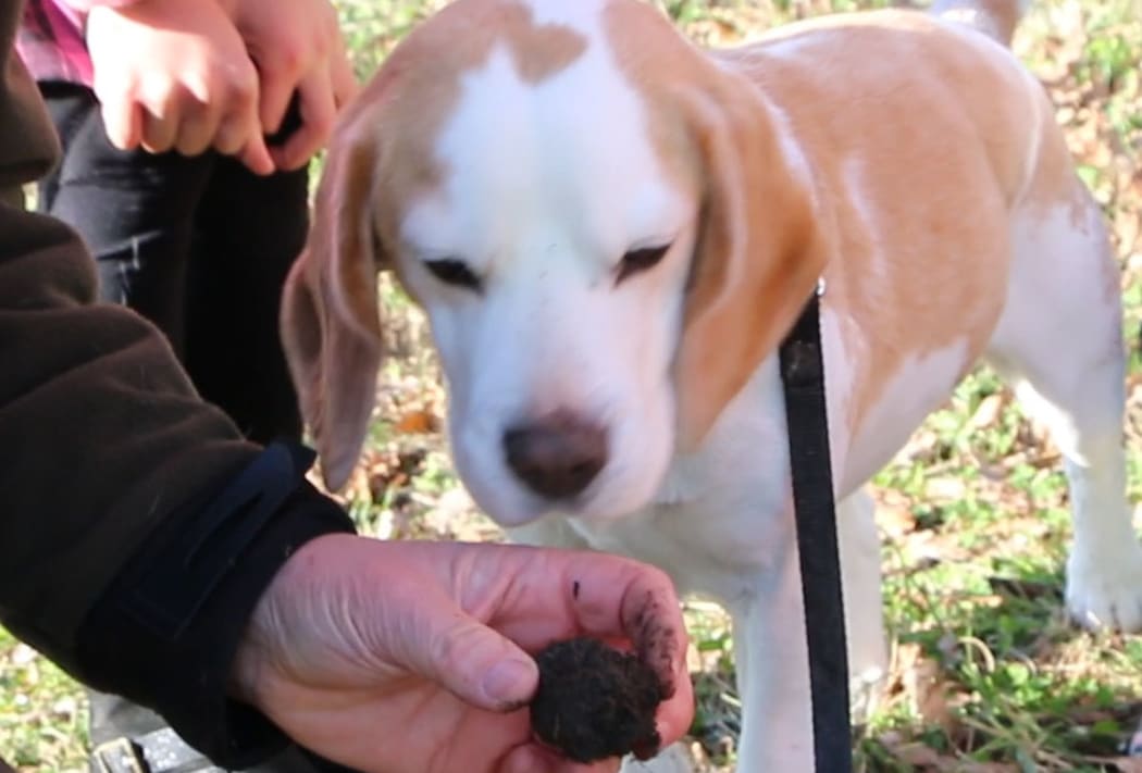 Truffle enthusiasts converge on Waipara Valley RNZ News