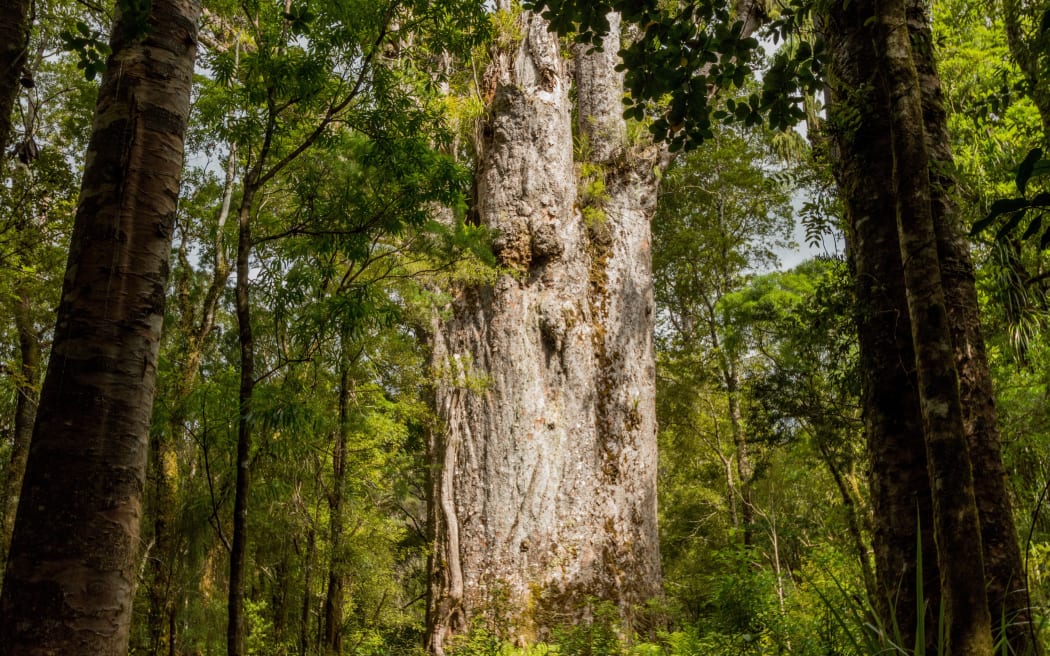 Tane Mahuta, one of the largest Kauri trees in Waipoua Forest.