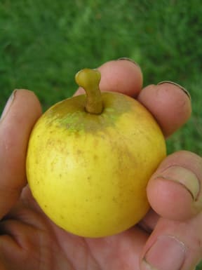 A heritage apple, the Yellow Ingestre saved by the Open Orchard Project