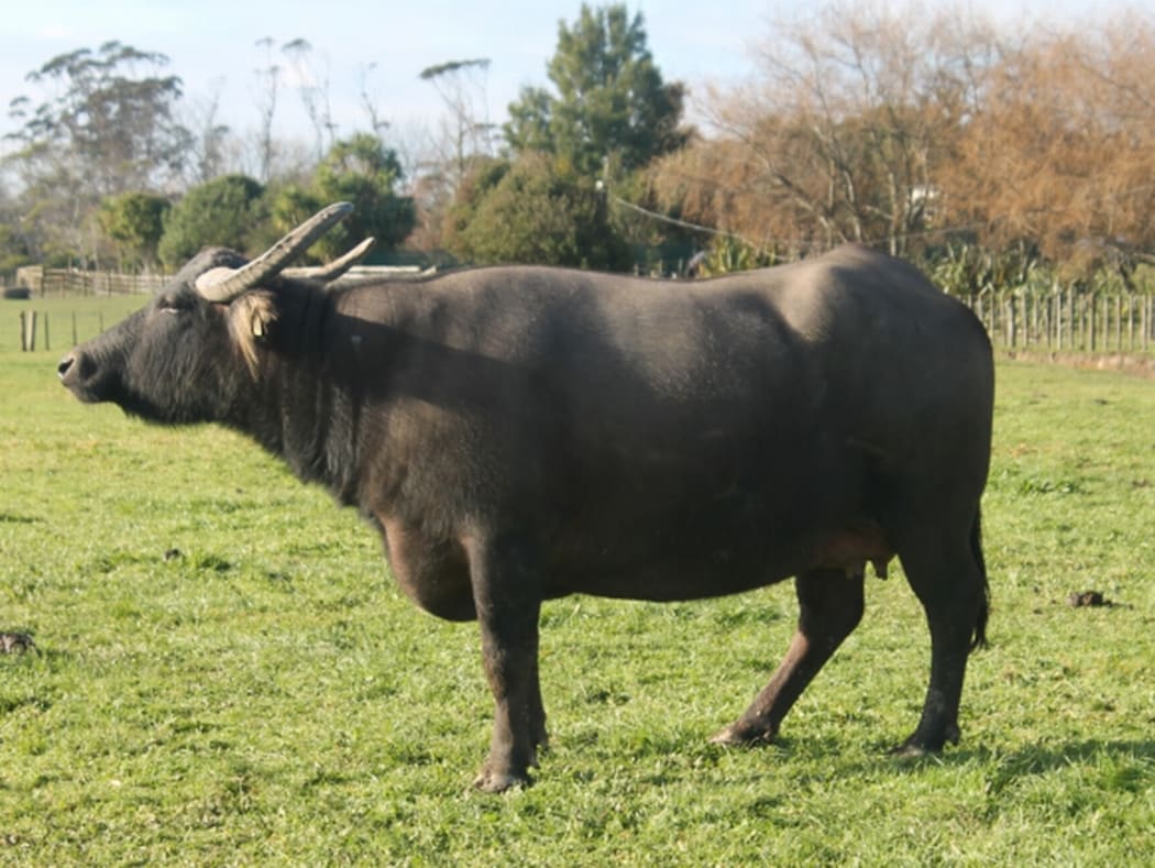 Buffaloes in Cow Country RNZ