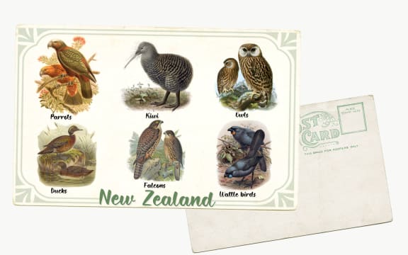 Postcard of New Zealand birds