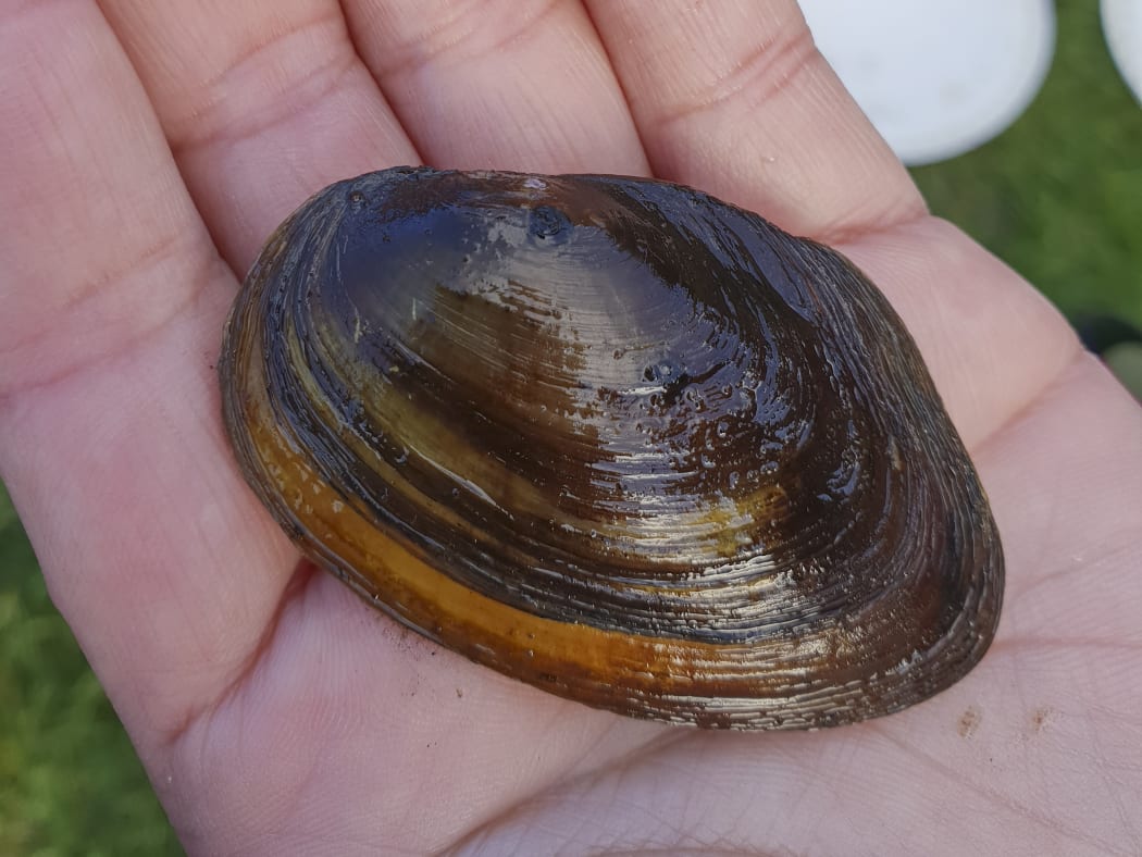 Large adult kakahi or freshwater mussel.