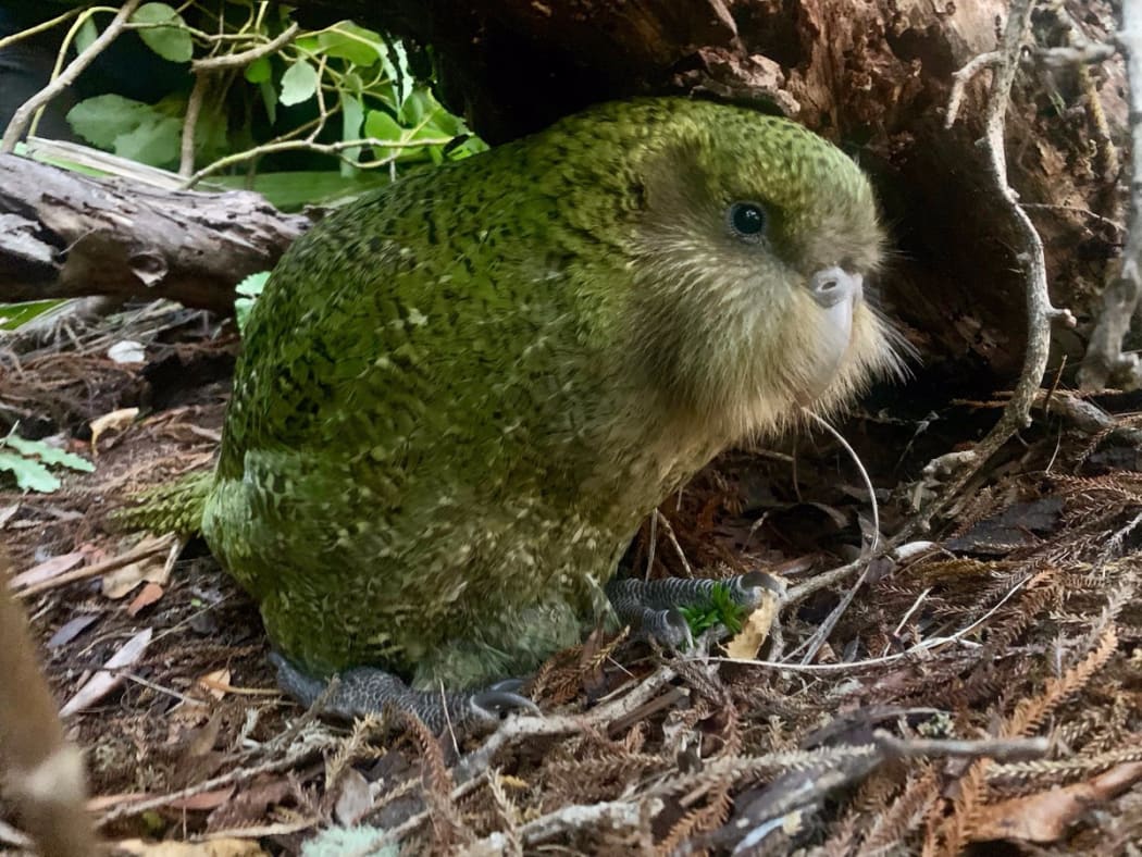 What's the point in trying to save a dying species? | RNZ