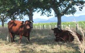 Te Whare Ra's small herd of cows - part of the "secret sauce" behind this organic vineyard in Marlborough.
