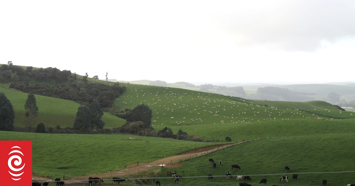 COP28: Un importante informe dice que el metano de los animales de granja debe caer entre un 11% y un 30% para 2030