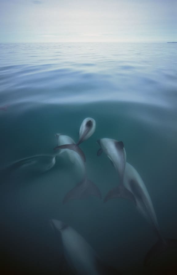 Hector's dolphins in coastal waters near a river mouth off the Kaikoura Penninsula.