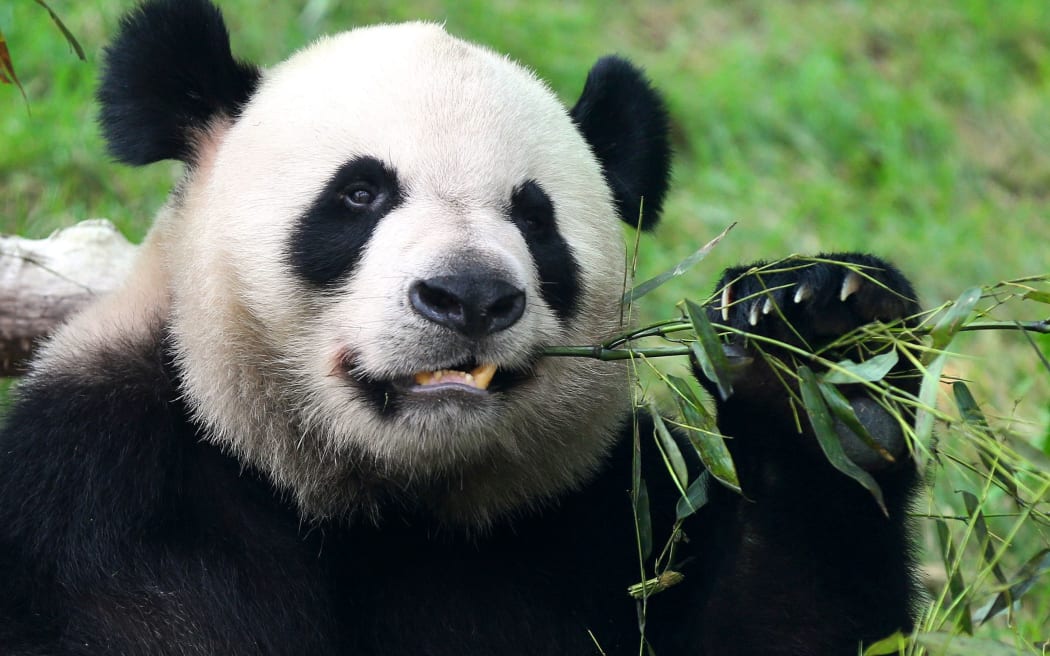 How humans resemble giant pandas RNZ News