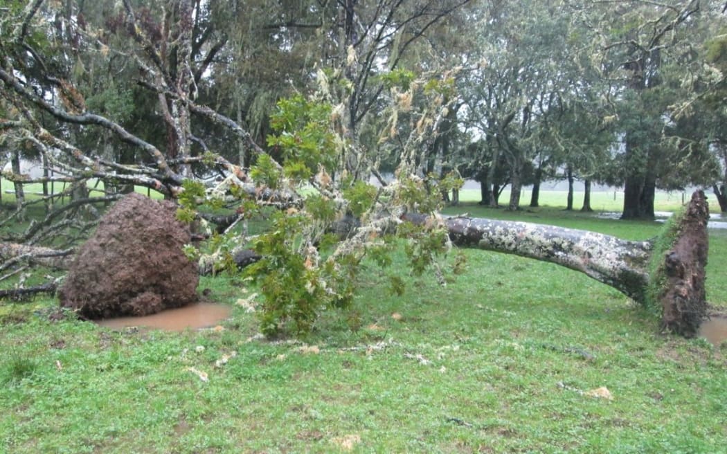 Trees down at Pipiwai west of Whangarei.