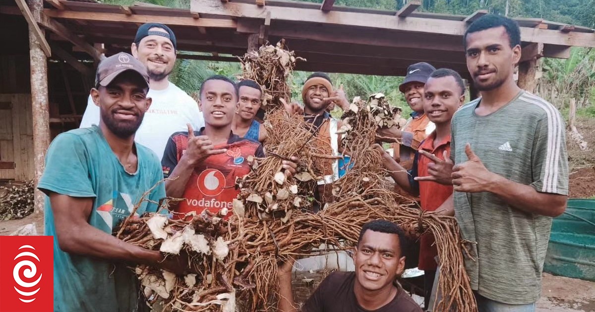 Kava farmer says 'untouched' market in flavoured kava drink - Vimarsana News