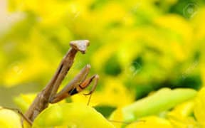 yellow mantis