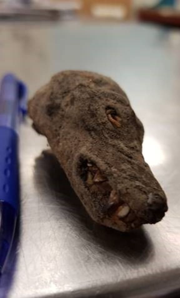 Partially mummified bats head found in a traveller's luggage at Auckland Airport.