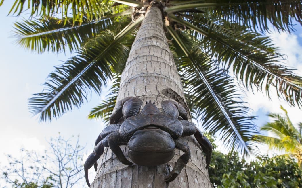A coconut crab climbs a coconut tree Vanuatu.