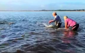 Locals re-floating dolphins at Tokerau Beach.