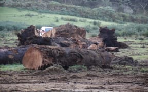Kauri logs unearthed from peat await sale.