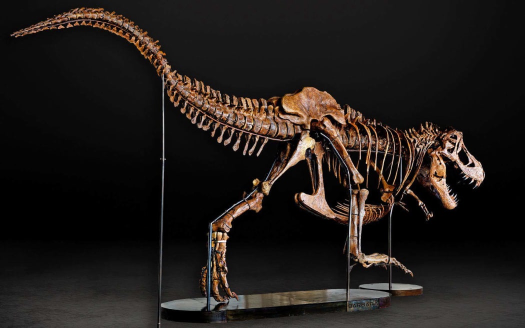 Barbara the T-rex skeleton will be displayed at Auckland Museum from 2 December 2022 until the end of 2023.