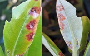 Lower and upper surface of same pōhutukawa (Metrosideros) leaf. Red/brown lesions with pustules on top; orange/yellow pustules underneath.