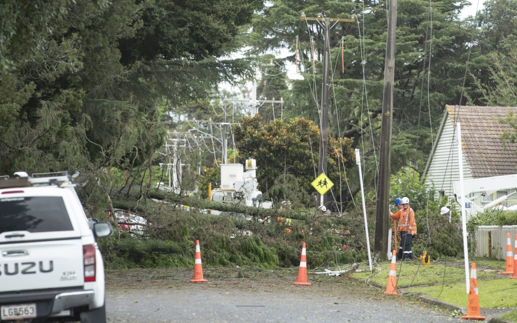 Contractors work to clear a downed tree on Botanical Road in Tauranga. Photo: John Borren/Sun Media.