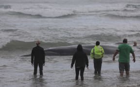 A whale stranded on Ripiro Beach in Northland.