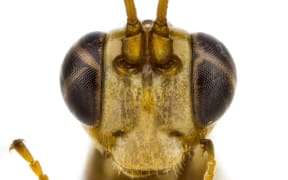 Lusius malfoyi, a parasitoid wasp described by Harry Potter fan Tom Saunders.