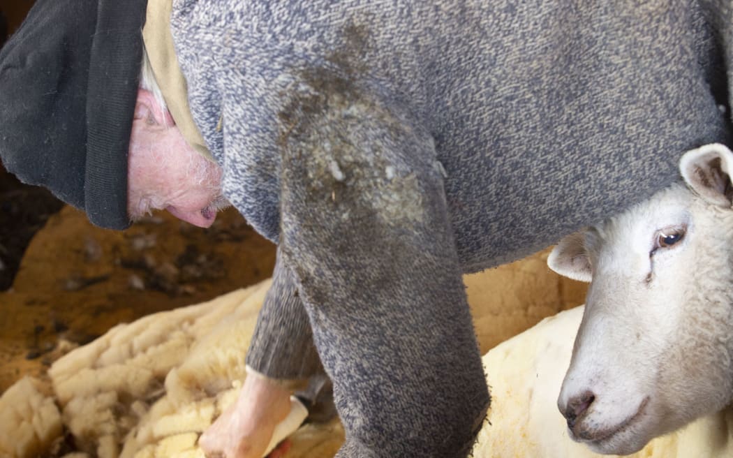 Experienced, professional  sheep shearer manually  shearing a ewe with steel bladed shears at a barn in East Windsor, Connecticut, in early March just before lambing season.