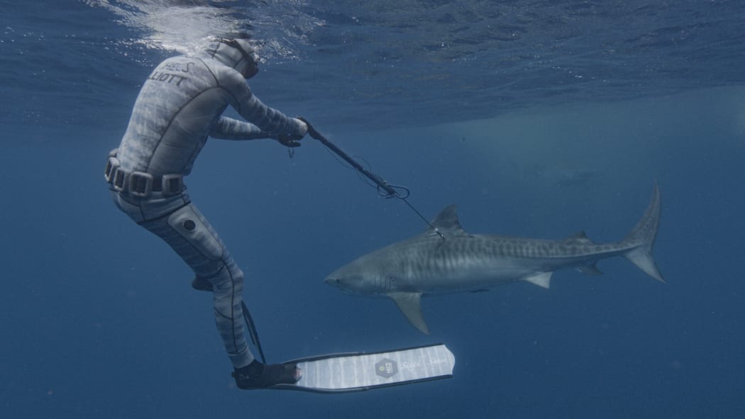 Riley free diving and tagging tiger shark