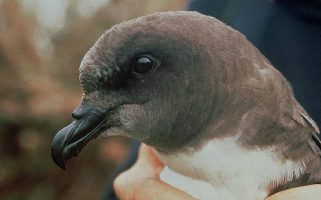 The Chatham Island tāiko, or magenta petrel