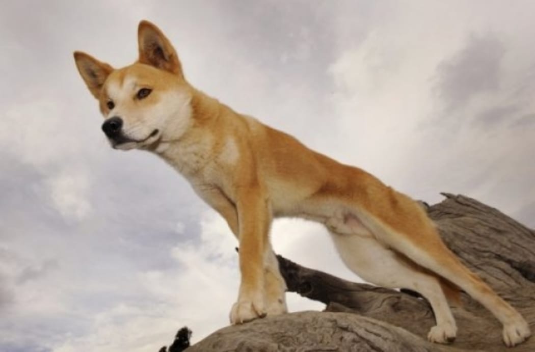The dingo (Canis lupus dingo) is a wild dog found in Australia