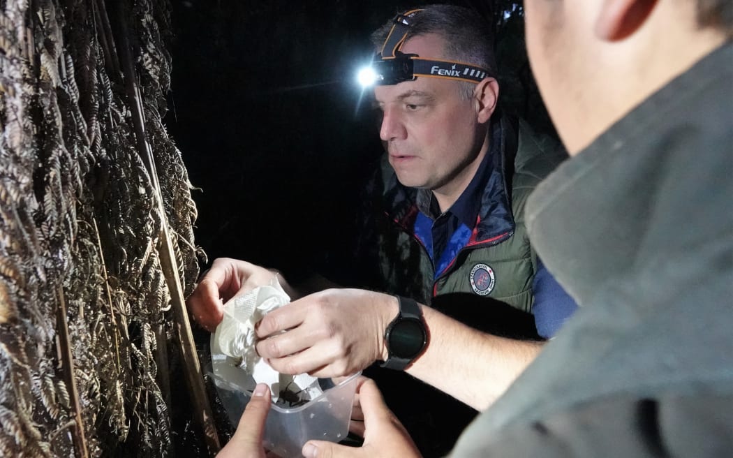 Project Island Song general manager Richard Robbins releases juvenile wētā on Urupukapuka Island.