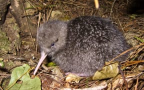 Little spotted kiwi chick.