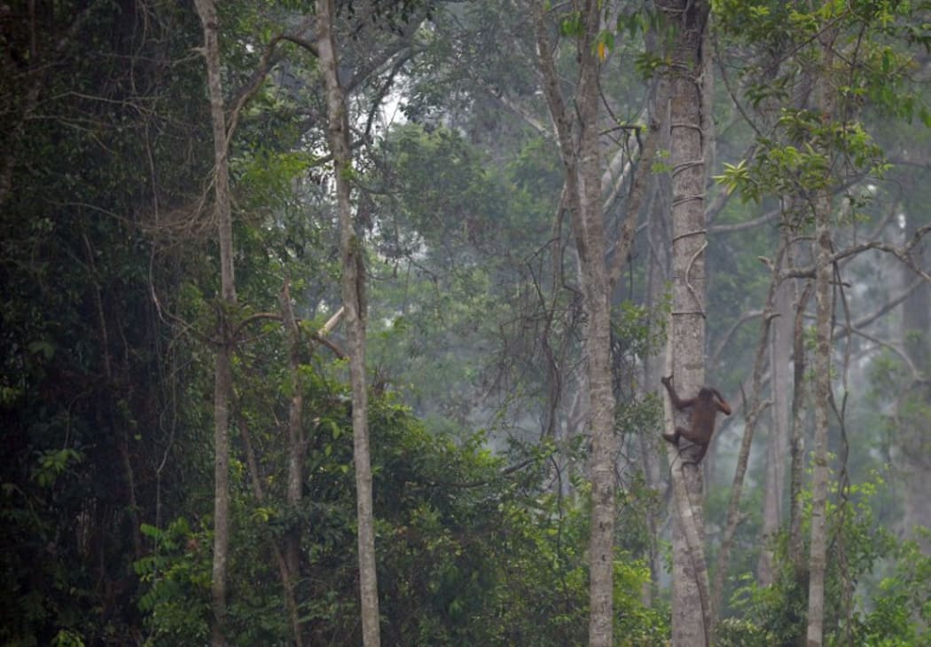 Orangatans are falling victim to Indonesia's haze