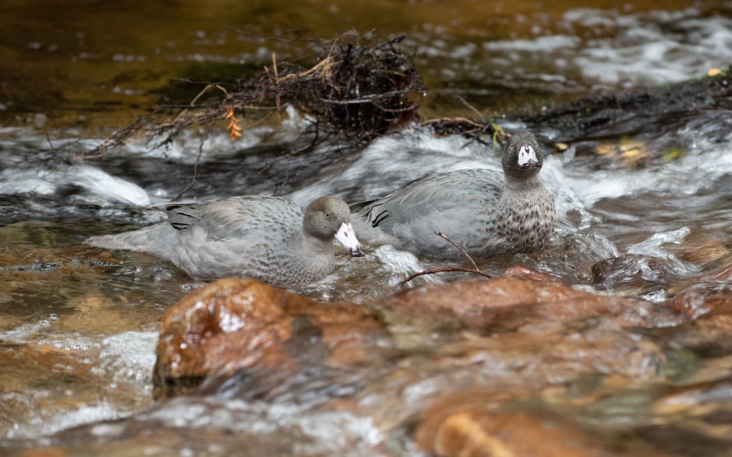 The whio is one of New Zealand's more endangered ducks.