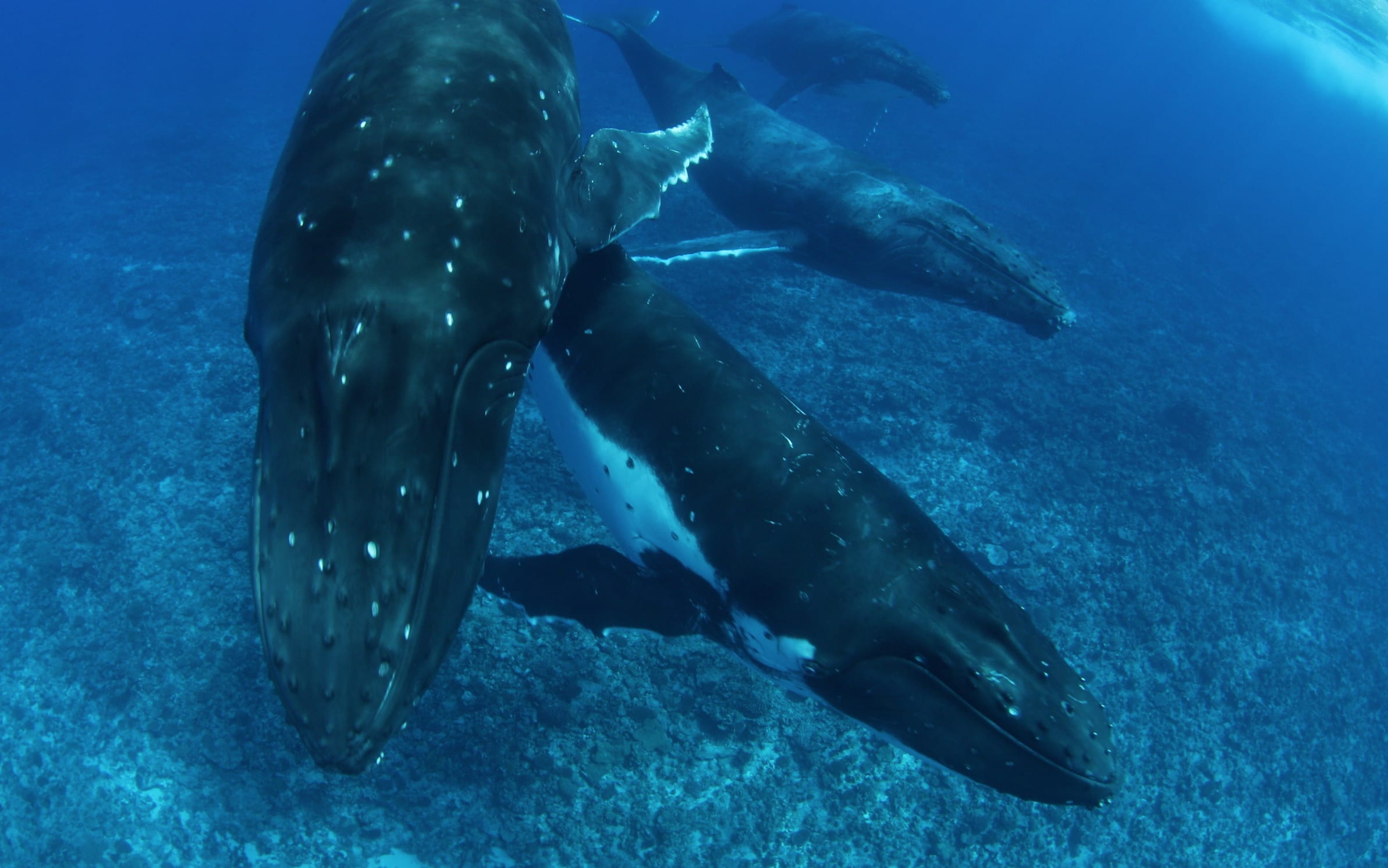 Humpback Whales near Rarotonga