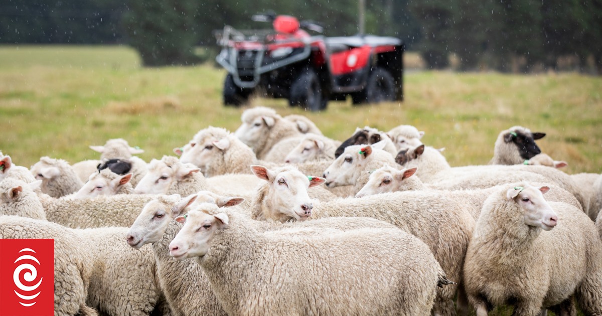 $10.5m 'Sheep of the Future' breeding programme touted as transformational - Vimarsana News