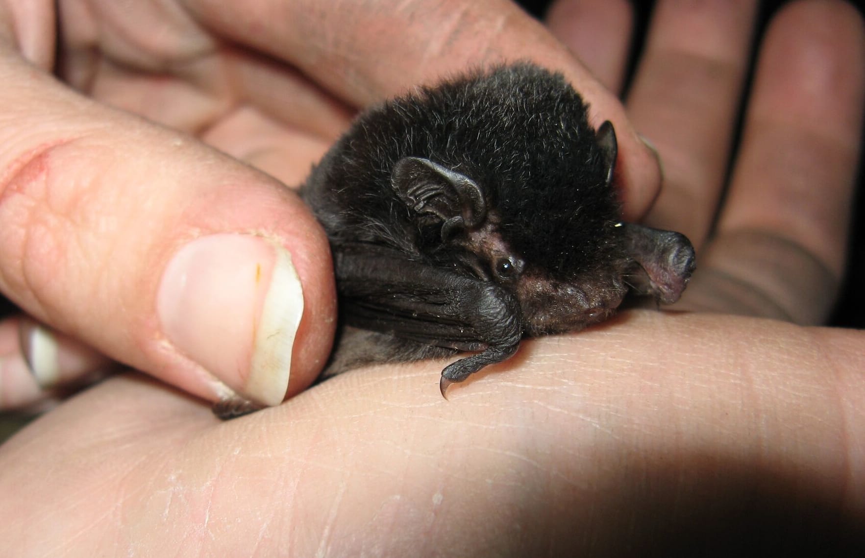 Native NZ Bat