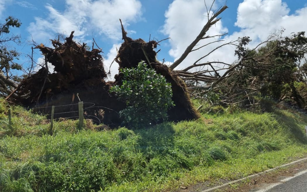 A large uprooted tree in front of a blue sky