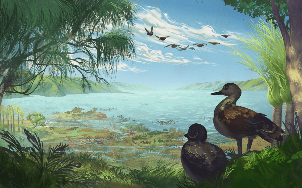 An artist's impression of Catriona's shelduck, a new species of large duck (Aves: Anatidae) from the Miocene of New Zealand