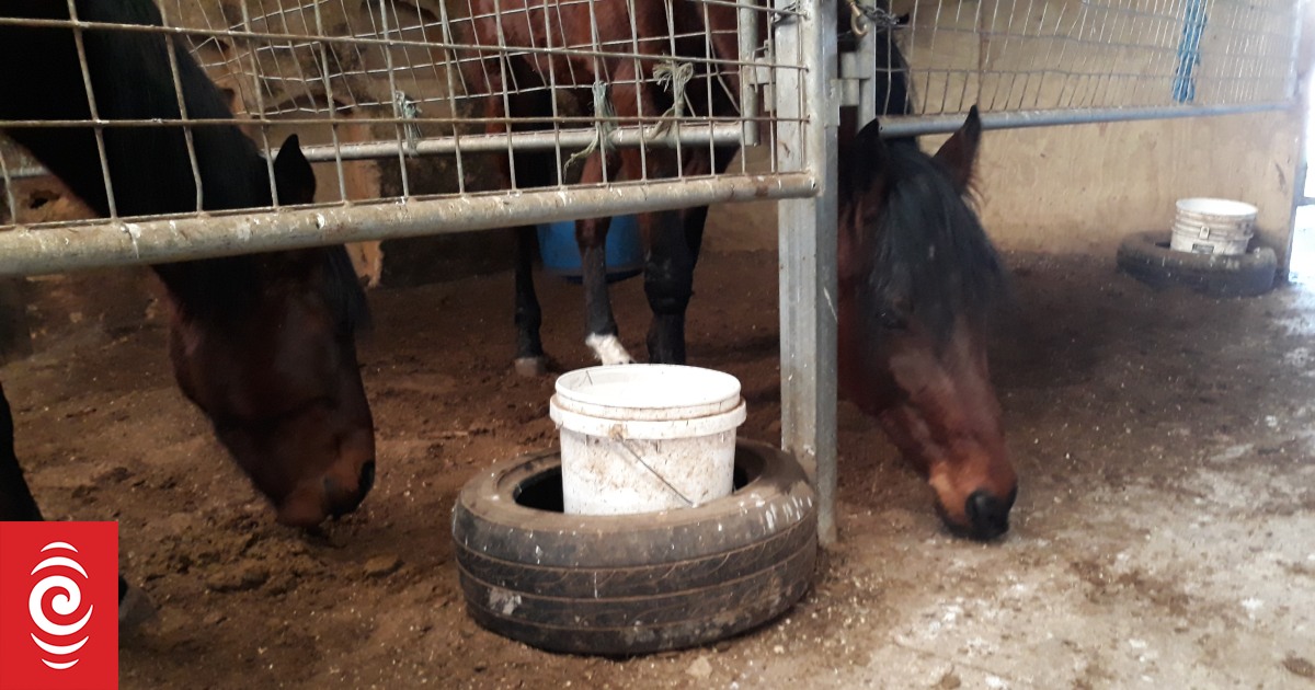Auckland man sentenced after horses ate own faeces due to starvation - Vimarsana News