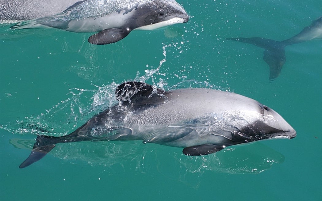 Maui dolphin.