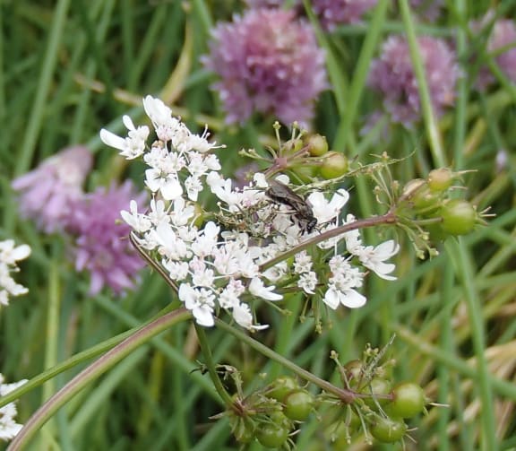 New Zealand's Smallest Bees RNZ
