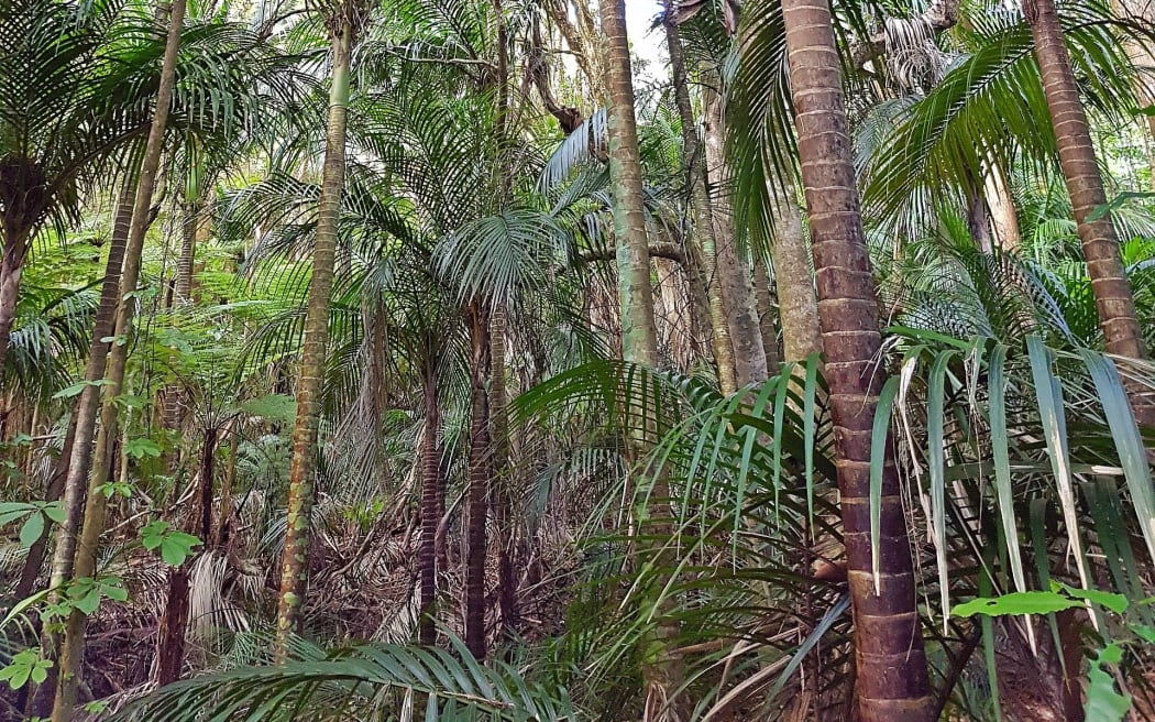 Twelve years of pest control has rejuvenated Ōpua Forest in the Bay of Islands.