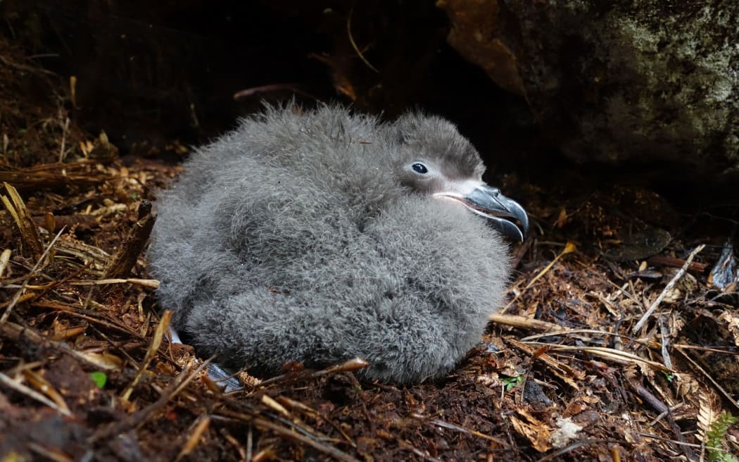 A Chatham Island taiko chick