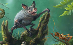 Artist’s impression of a New Zealand burrowing bat, Mystacina robusta, that went extinct in the 1960s. The new fossil find is an ancient relative. Illustration by Gavin Mouldey