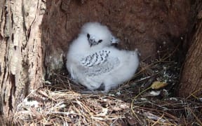 A white-tailed tropicbird chick.