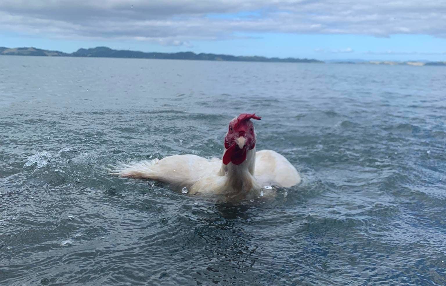 Gall the swimming chicken is on the hunt for a rooster mate RNZ