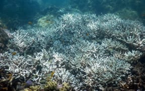 February 2016, bleached mature staghorn coral at Lizard Island, Great Barrier Reef. It was dead and overgrown by algae by April 2016.
